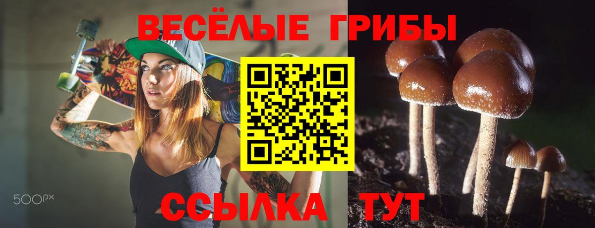 Псилоцибиновые грибы мицелий Черняховск